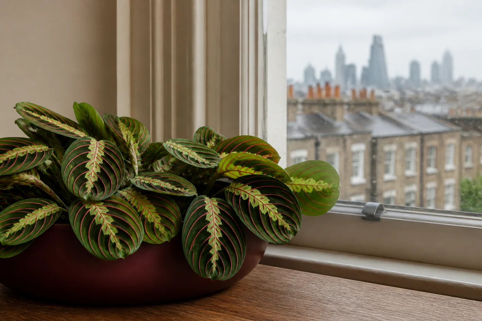 Prayer plant Maranta leuconeura beside a softly lit window in London