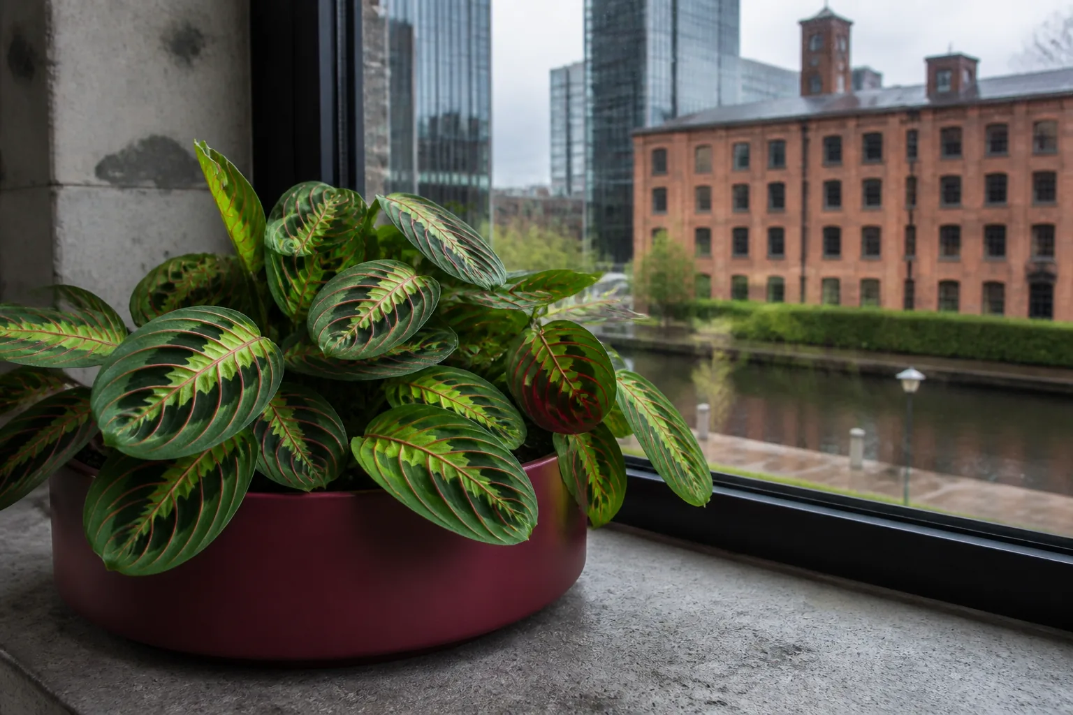 Prayer plant Maranta leuconeura beside a softly lit window in Manchester