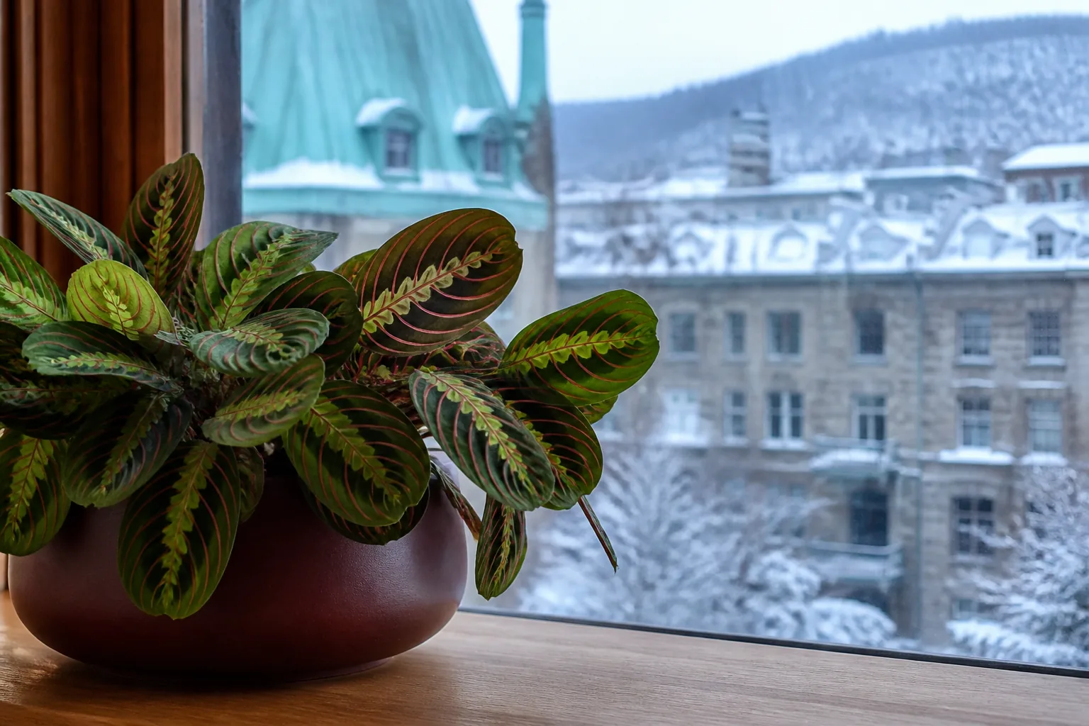 Prayer plant Maranta leuconeura beside a softly lit window in Montreal