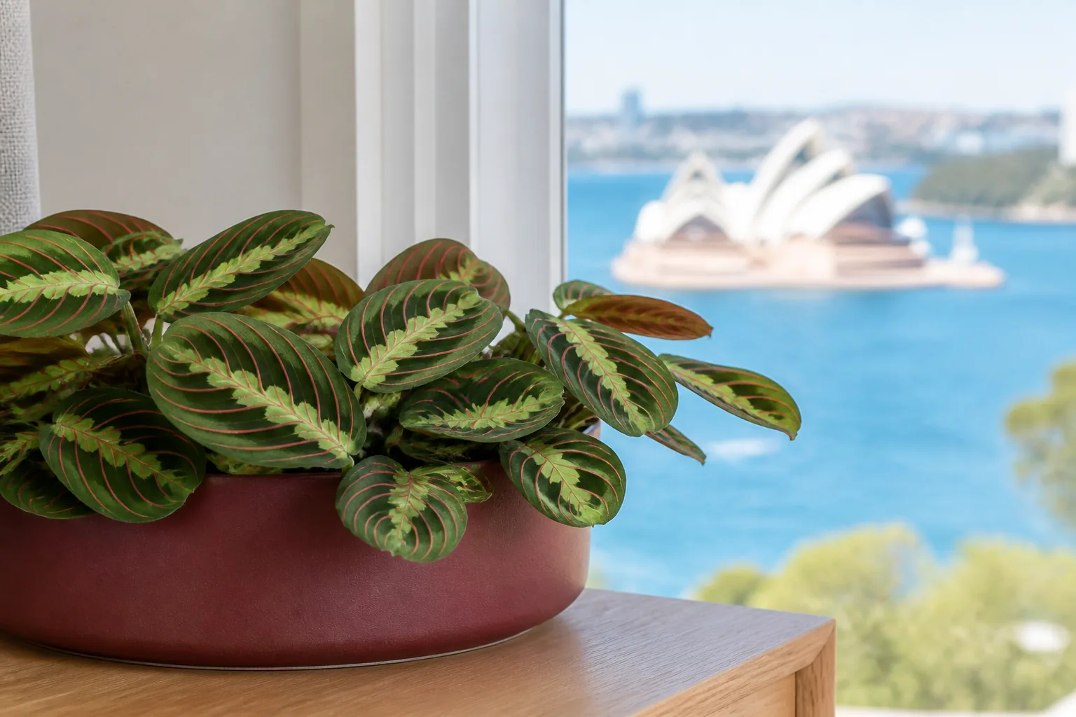 Prayer plant Maranta leuconeura beside a softly lit window in Sydney