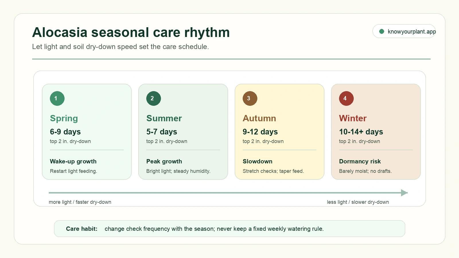 Alocasia seasonal care rhythm showing spring summer autumn and winter dry-down timing and watering adjustments