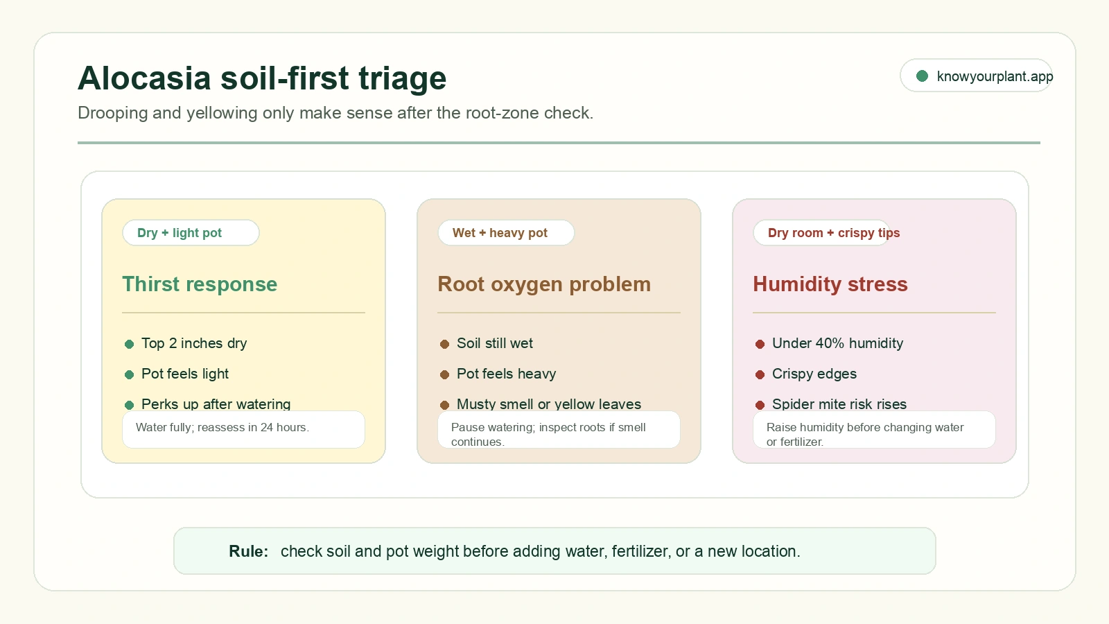 Alocasia soil-first triage comparing dry light pot, wet heavy pot, and dry room crispy tip signals before choosing a fix