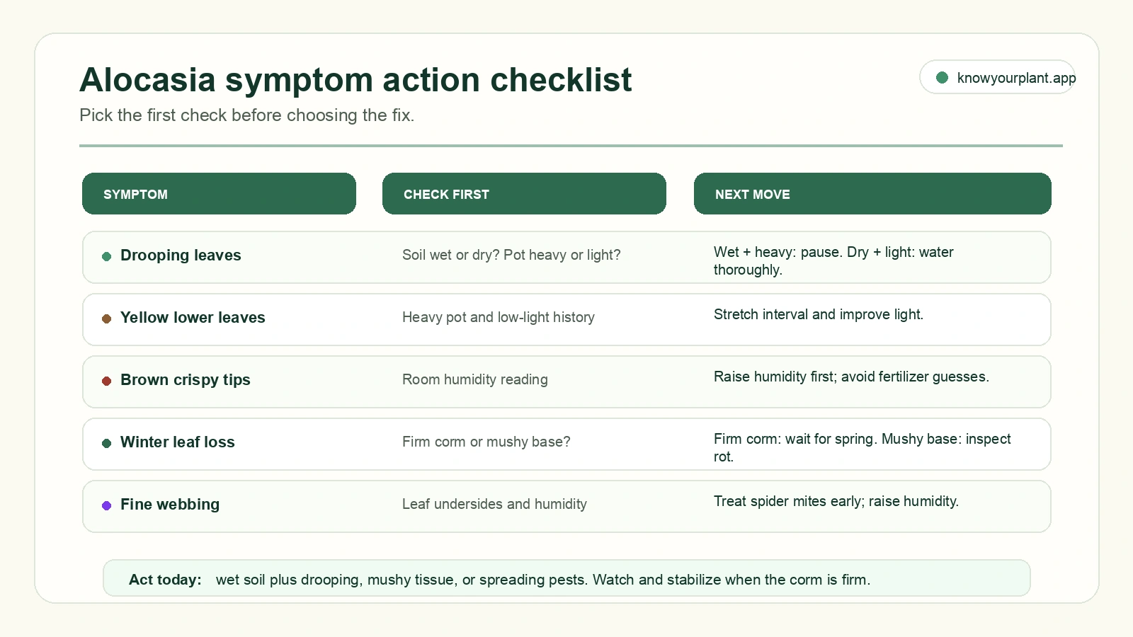 Alocasia symptom action checklist mapping drooping yellow leaves brown tips winter leaf loss and fine webbing to first checks and next moves