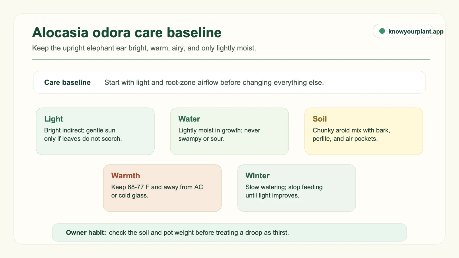 Alocasia odora care baseline Alocasia odora care baseline showing light water soil warmth and winter care targets