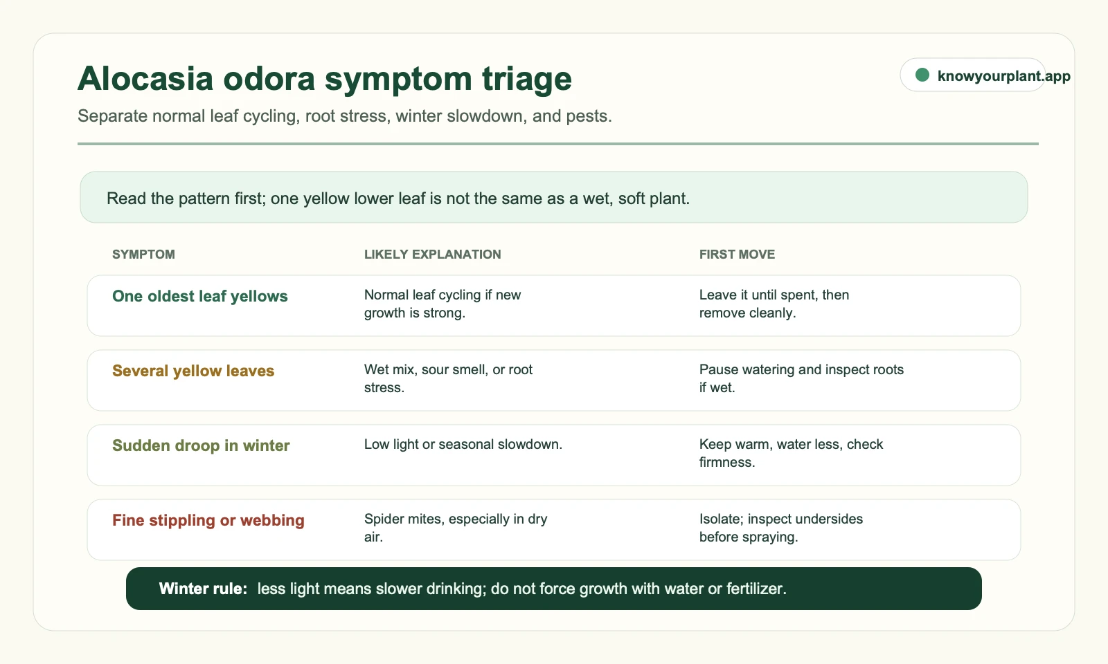 Alocasia odora symptom triage Alocasia odora symptom triage separating normal leaf cycling root stress winter slowdown and spider mites