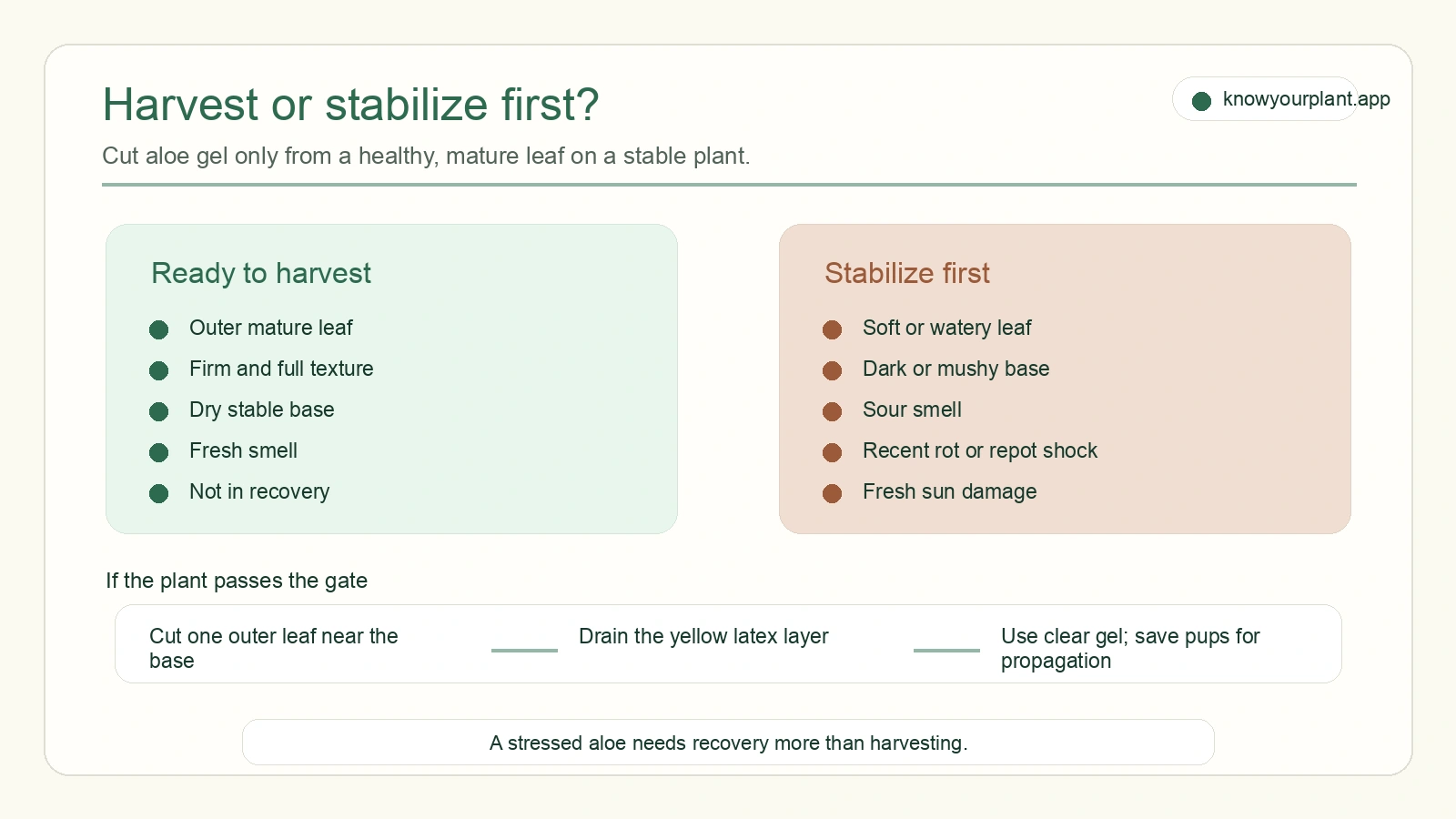 Aloe harvest or stabilize checklist Aloe harvest or stabilize checklist for deciding whether a leaf is safe to cut for gel
