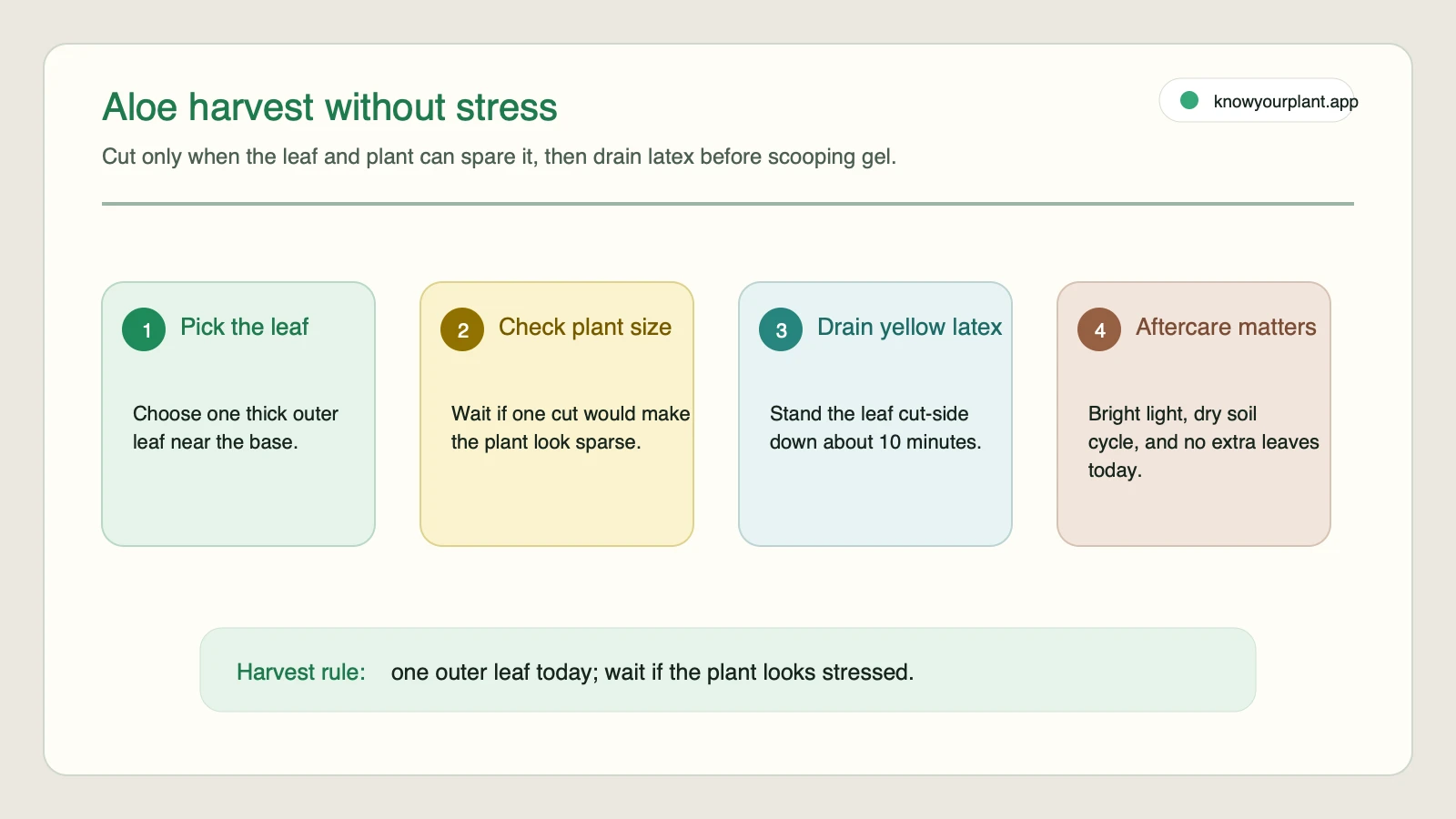 Aloe harvest without stress checklist Aloe harvest checklist for choosing an outer leaf, checking plant size, draining latex, and aftercare