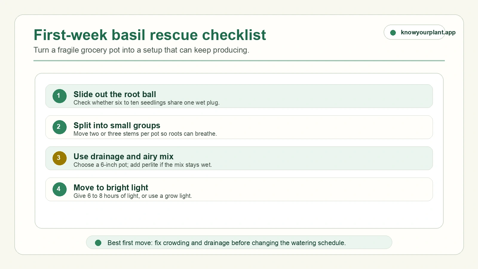 First-week basil rescue checklist First week basil rescue checklist for grocery store basil pot drainage light and seedling separation
