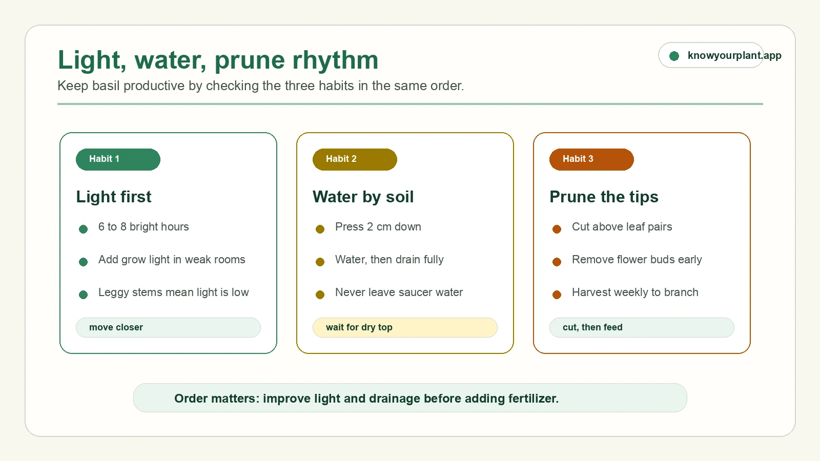 Indoor basil light water prune rhythm Indoor basil light water prune rhythm showing the three care habits to check in order