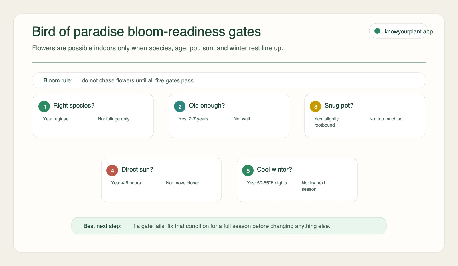 Bird of paradise bloom readiness gates checking species age snug pot direct sun and cool winter rest