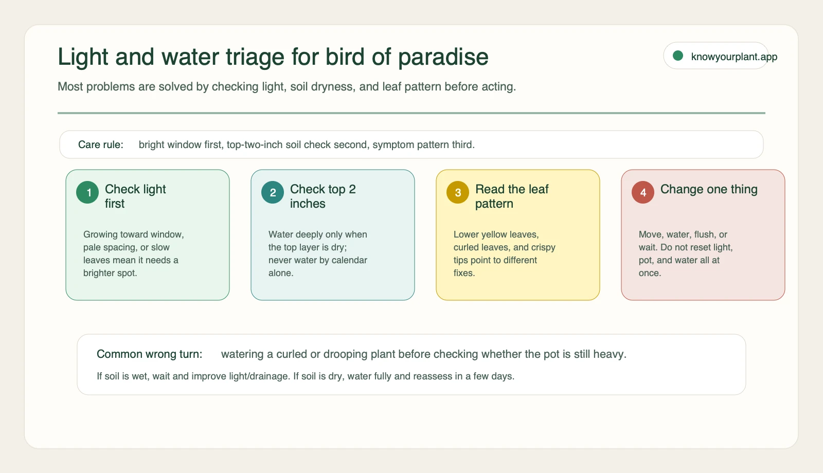 Bird of paradise light and water triage showing the order to check light soil dryness leaf pattern and one care change