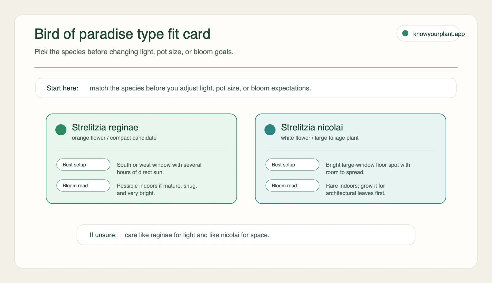 Bird of paradise type fit card comparing Strelitzia reginae and Strelitzia nicolai by setup and bloom expectation
