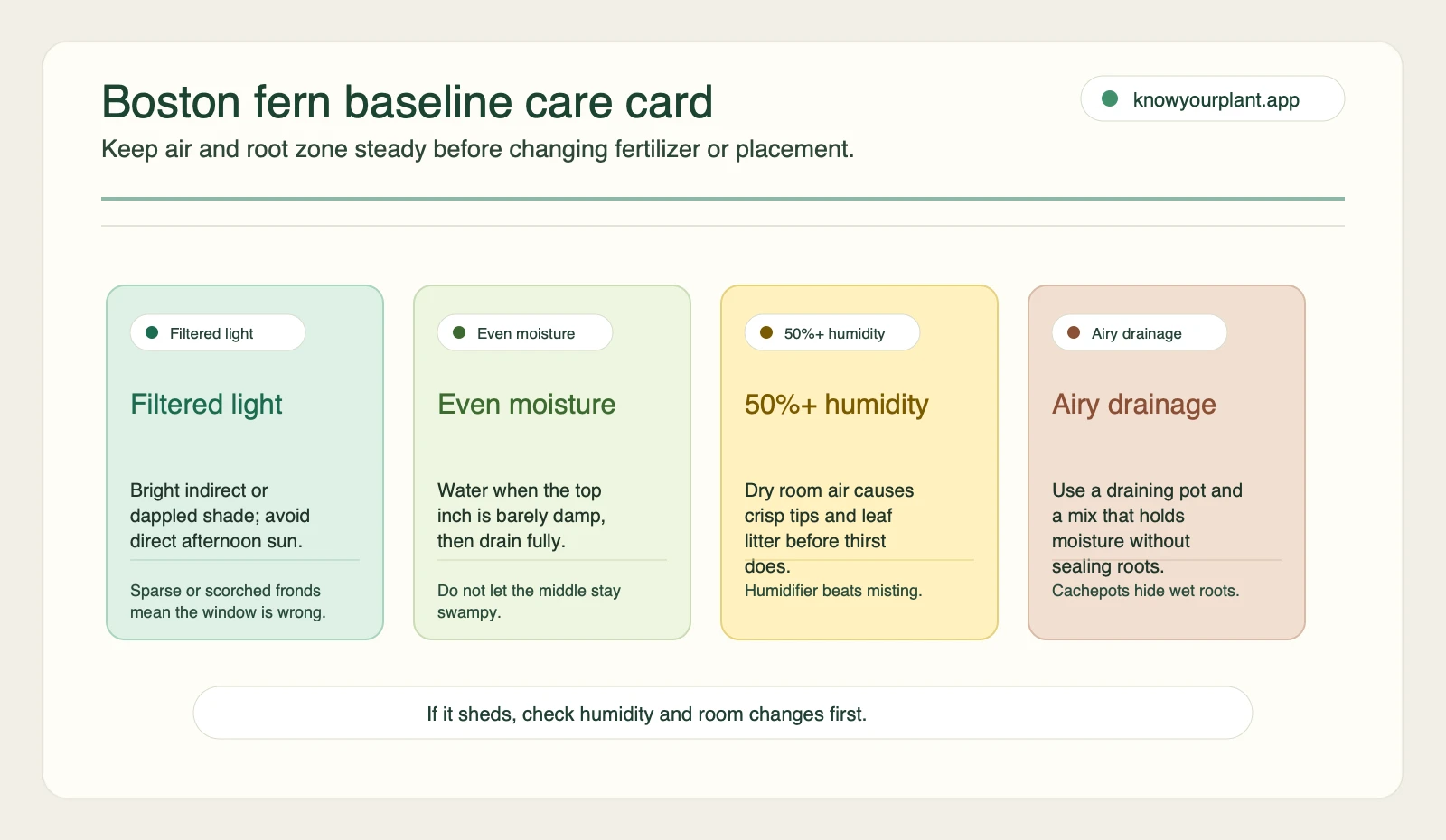 Boston fern baseline care card Boston fern baseline care card showing filtered light, even moisture, humidity, and drainage targets