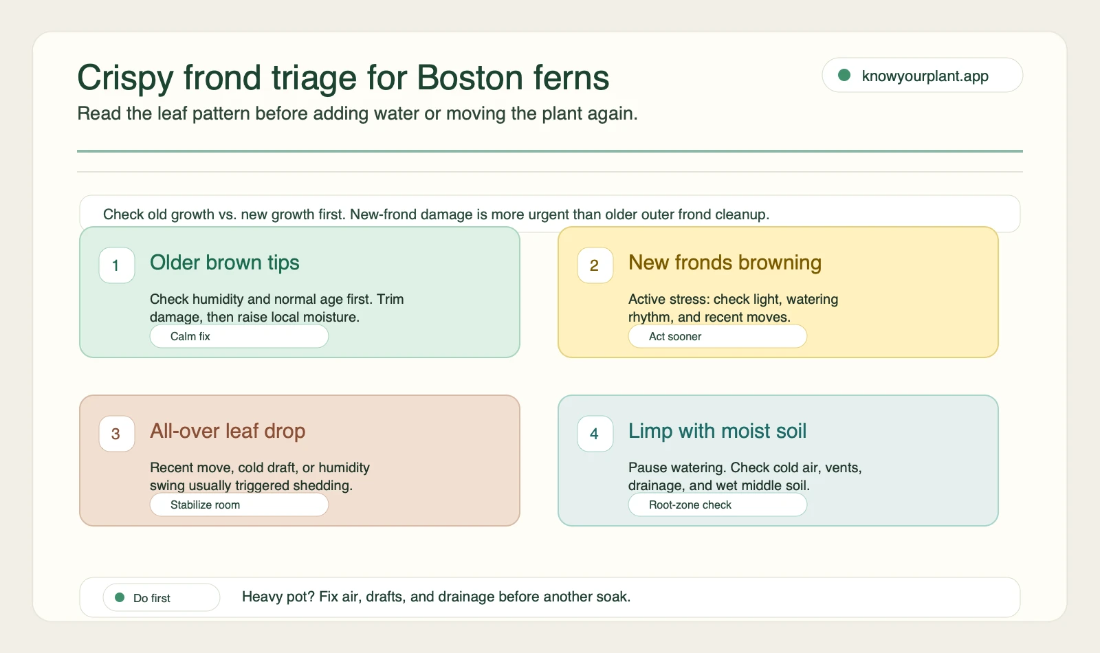 Crispy frond triage for Boston ferns Crispy frond triage for Boston ferns showing which leaf patterns to check first