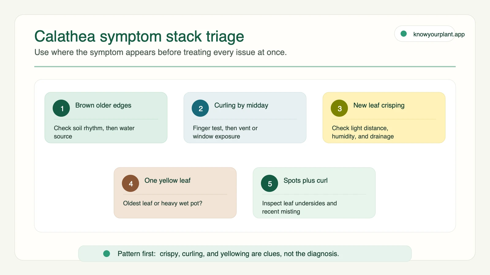 Calathea symptom stack triage Calathea symptom triage for brown edges curling leaves crisping new leaves yellowing and spots