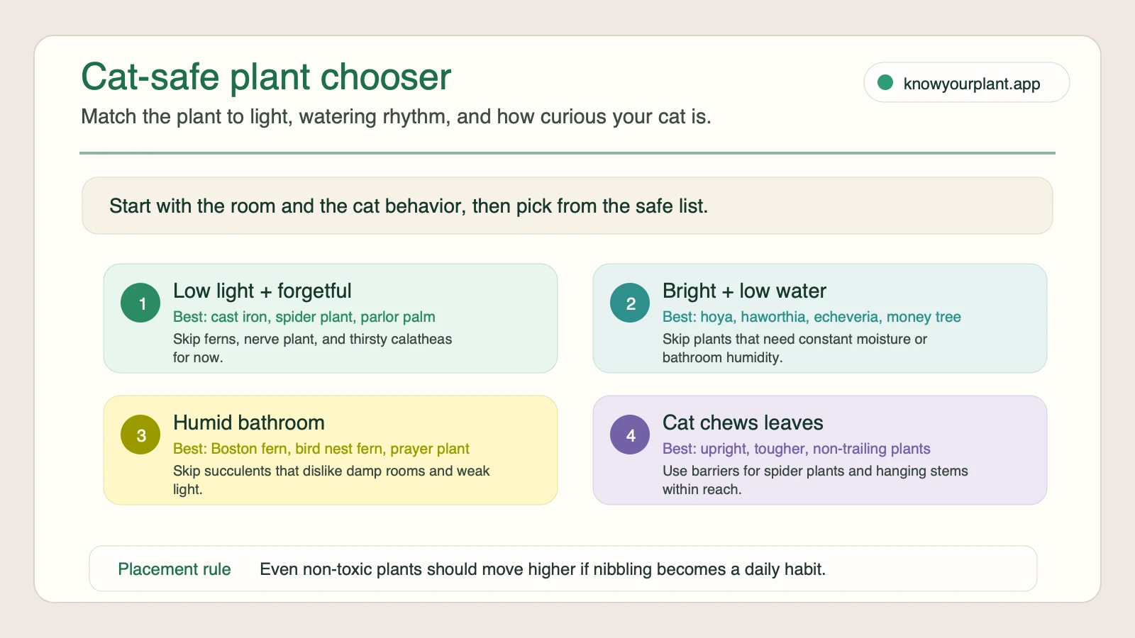 Cat-safe plant chooser matching low-light rooms, bright low-water windows, humid bathrooms, and leaf-chewing cats to safer plant picks