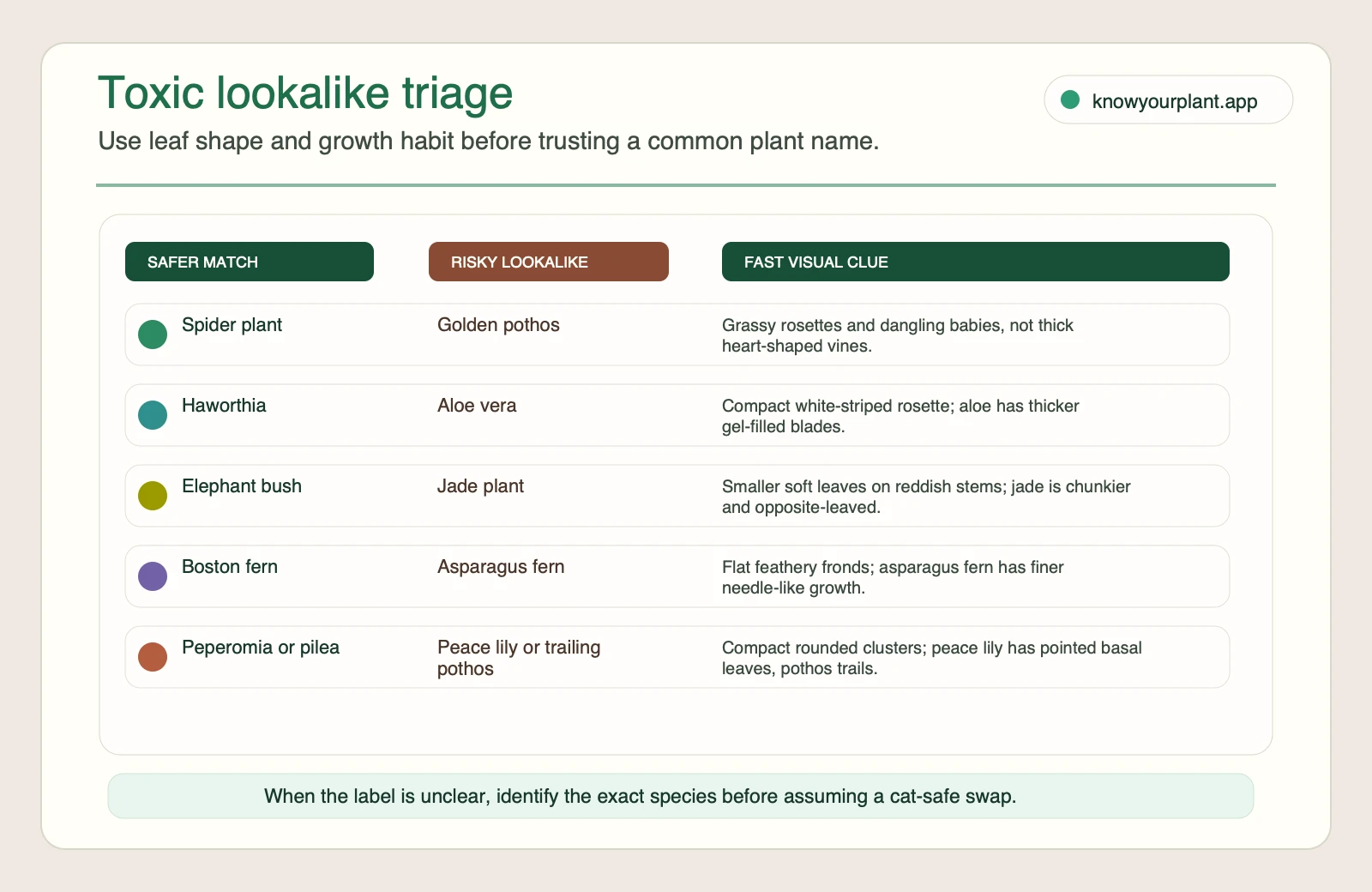 Toxic lookalike triage comparing safer cat-safe plants with common risky lookalikes and the fast visual clues to check