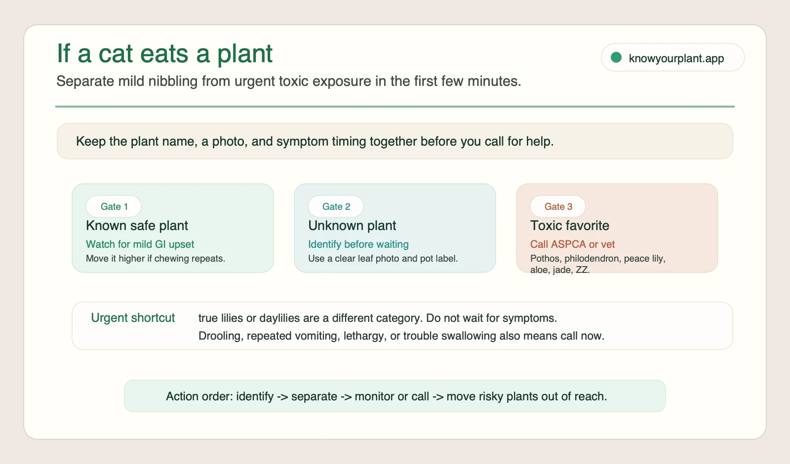 Cat plant exposure response gates separating known safe plants, unknown plants, toxic favorites, and urgent lily or symptom cases