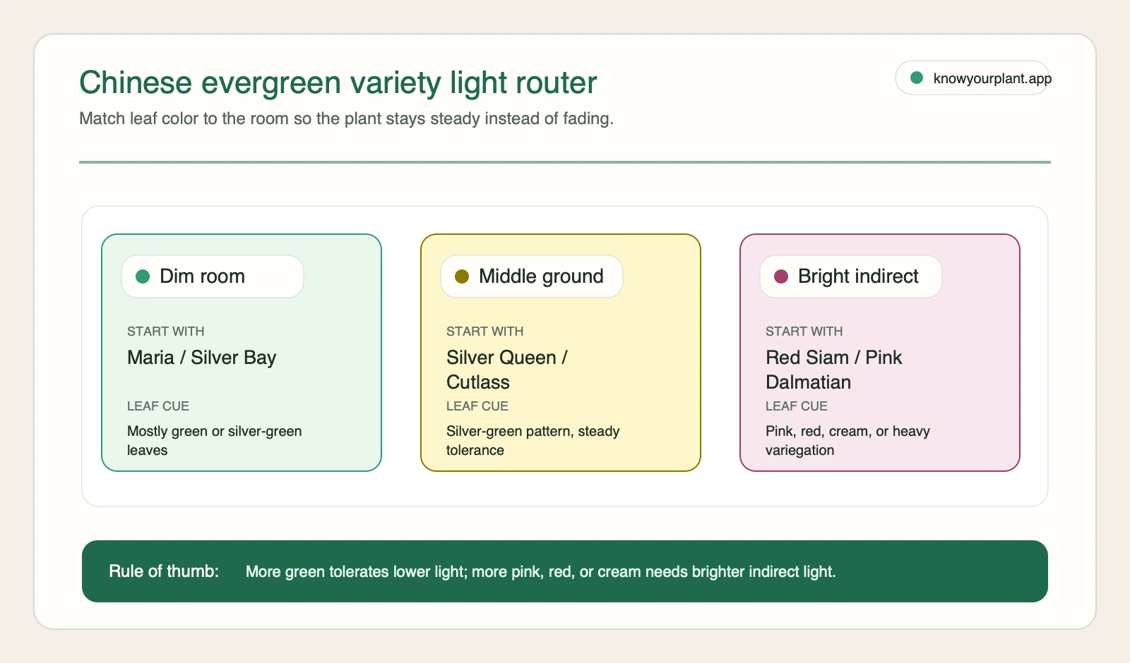 Chinese evergreen variety light router matching dim rooms, middle ground rooms, and bright indirect light to Aglaonema varieties
