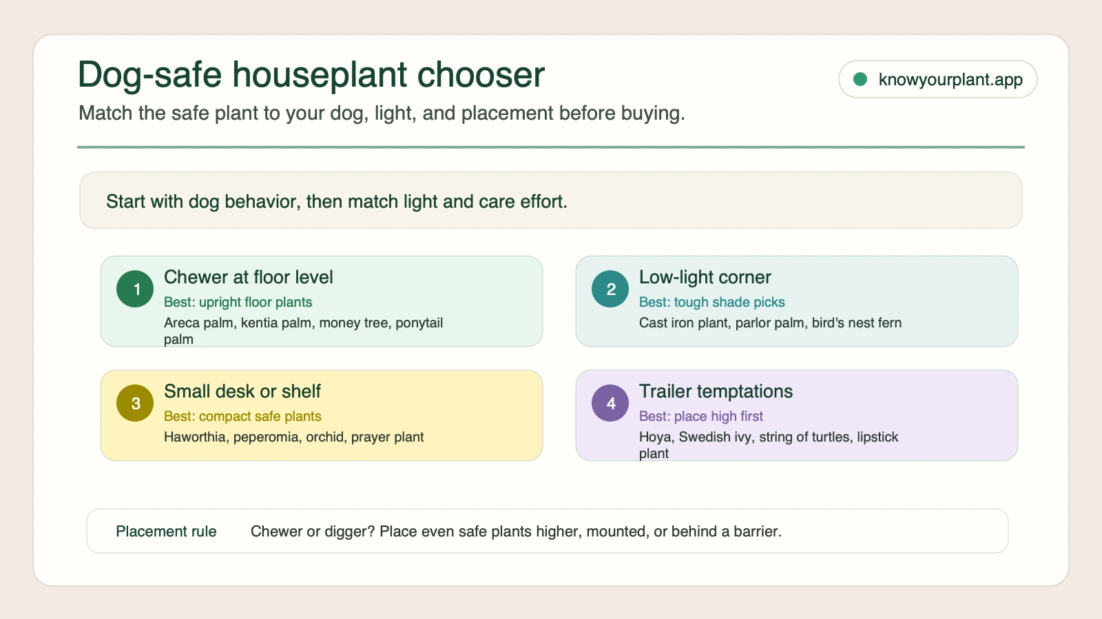 Dog-safe houseplant chooser matching chewers, low-light corners, desk plants, and trailing plants to safer placements