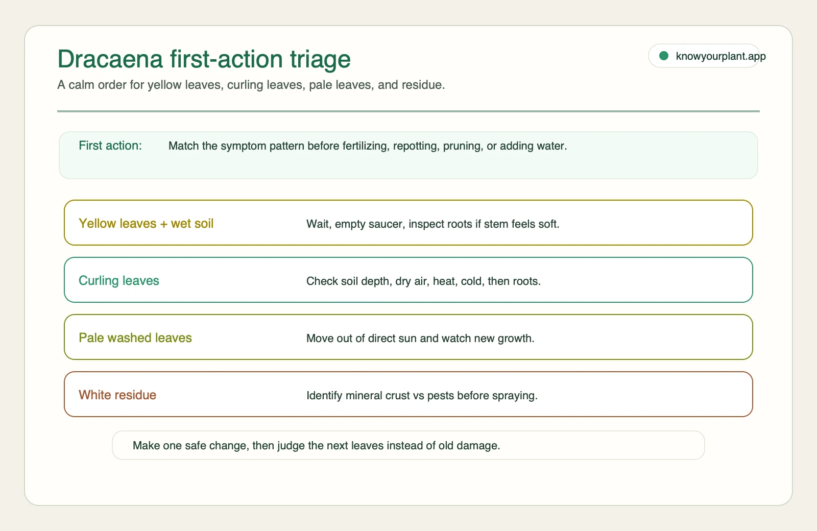 Dracaena first-action triage Dracaena first-action triage for yellow leaves, curling leaves, pale leaves, and white residue