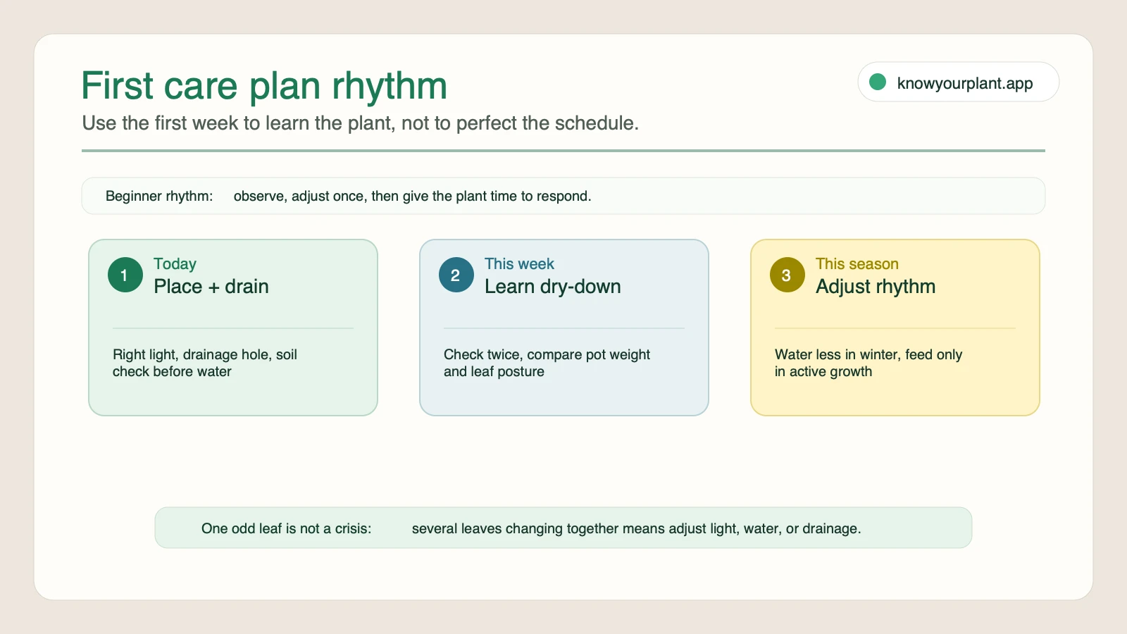 First care plan rhythm map First care plan rhythm map showing today, this week, and this season care checkpoints for beginner houseplants
