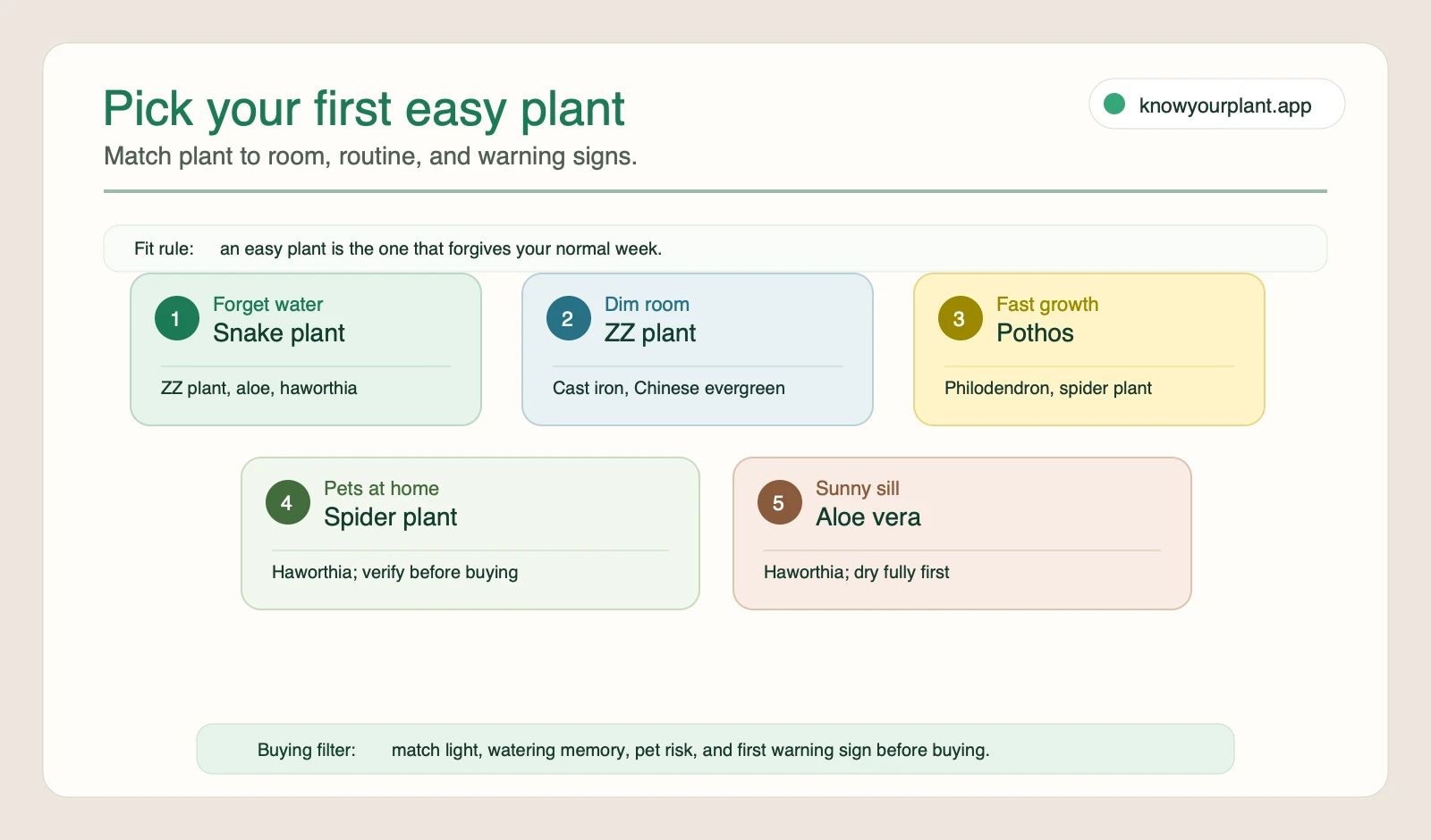 First easy houseplant fit router First easy houseplant fit router matching beginner routines to snake plant, ZZ plant, pothos, spider plant, and aloe vera