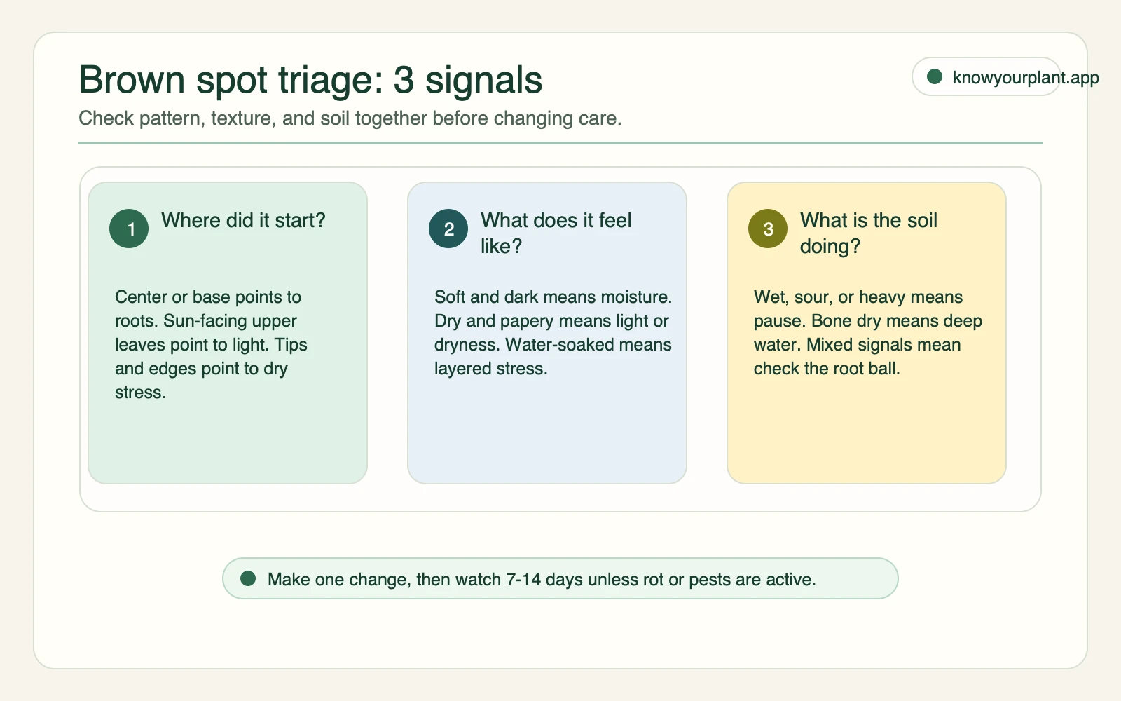 Fiddle leaf fig brown spot triage card checking spot pattern texture and soil moisture before changing care