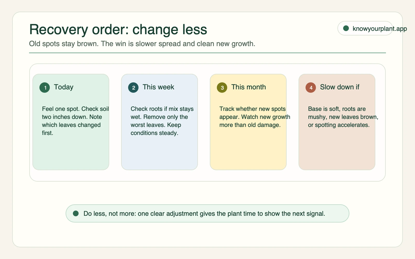 Fiddle leaf fig brown spot recovery order timeline for today this week this month and red flags that need slower diagnosis