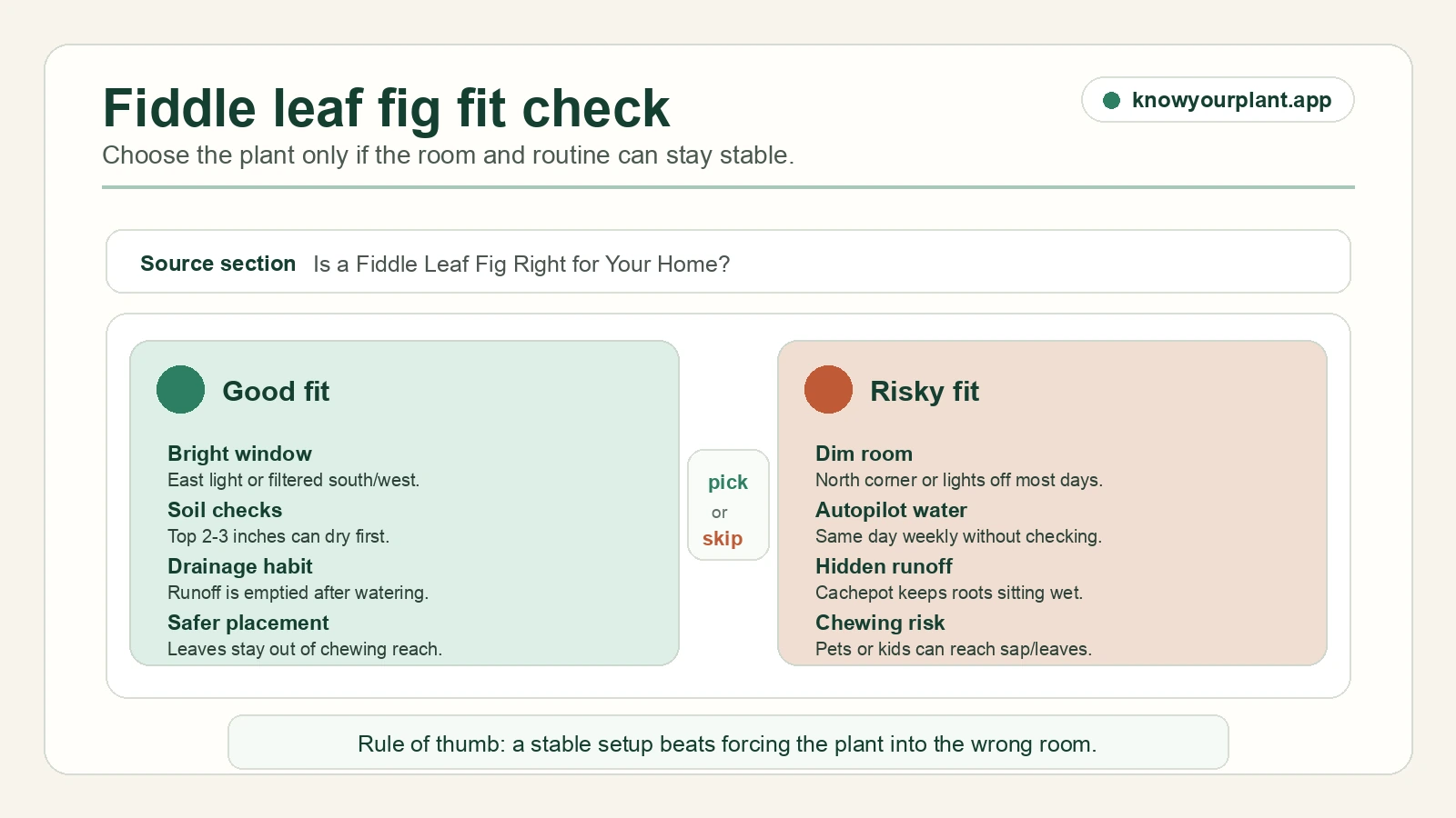 Fiddle leaf fig fit check Fiddle leaf fig fit check comparing bright window soil checks drainage habit and safer placement with risky dim room autopilot watering hidden runoff and chewing risk