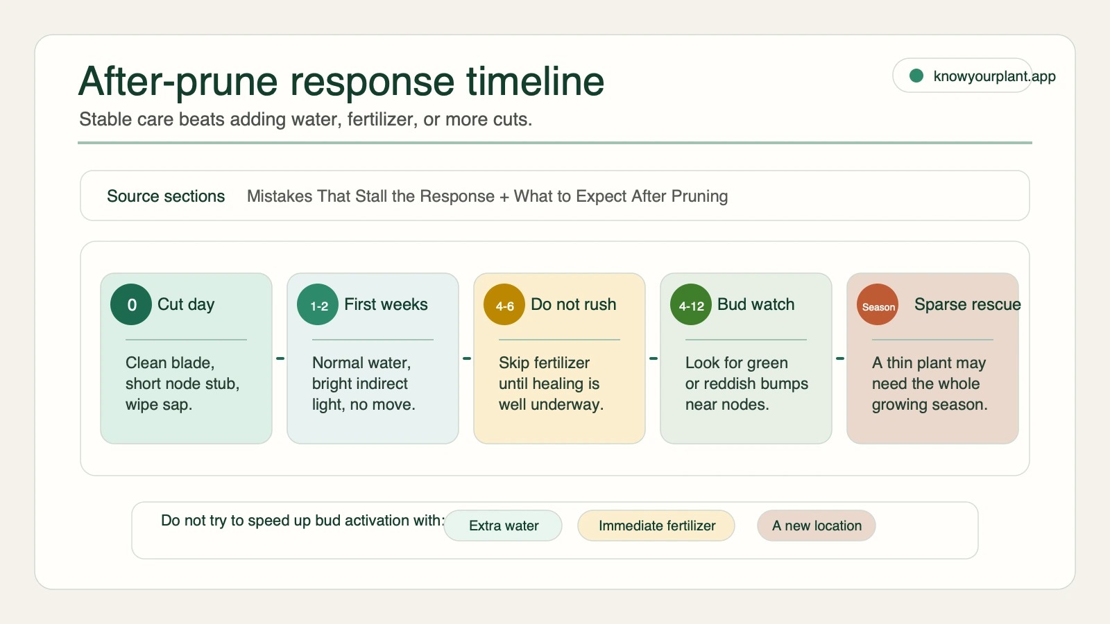 Fiddle leaf fig after-prune response timeline showing cut day first weeks four to six weeks bud watch sparse rescue and what not to do