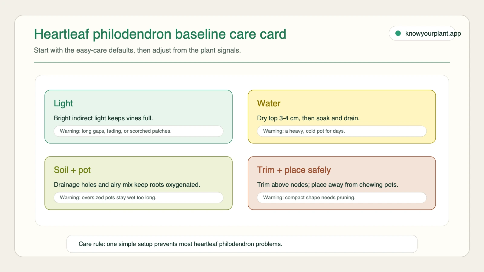 Heartleaf philodendron baseline care card Heartleaf philodendron baseline care card for light watering soil trimming and safe placement