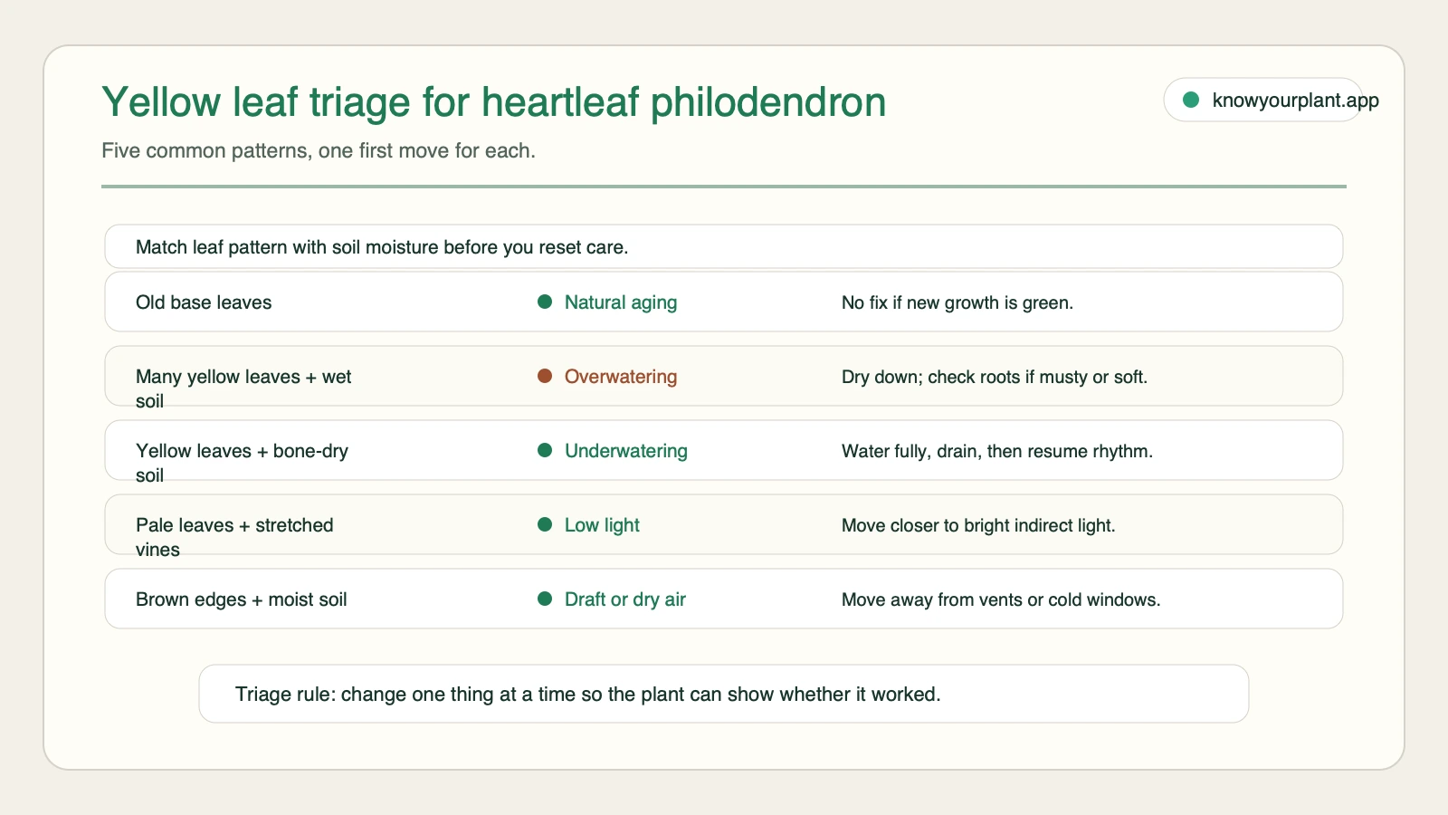 Yellow leaf triage for heartleaf philodendron Heartleaf philodendron yellow leaf triage matching leaf pattern soil moisture and first action