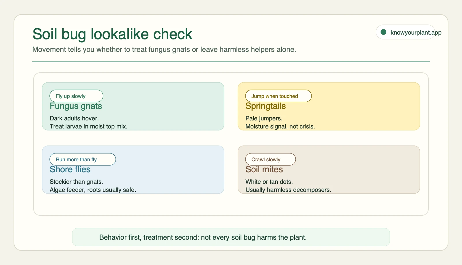 Soil bug lookalike check Soil bug lookalike check comparing fungus gnats, springtails, shore flies, and soil mites by movement and risk