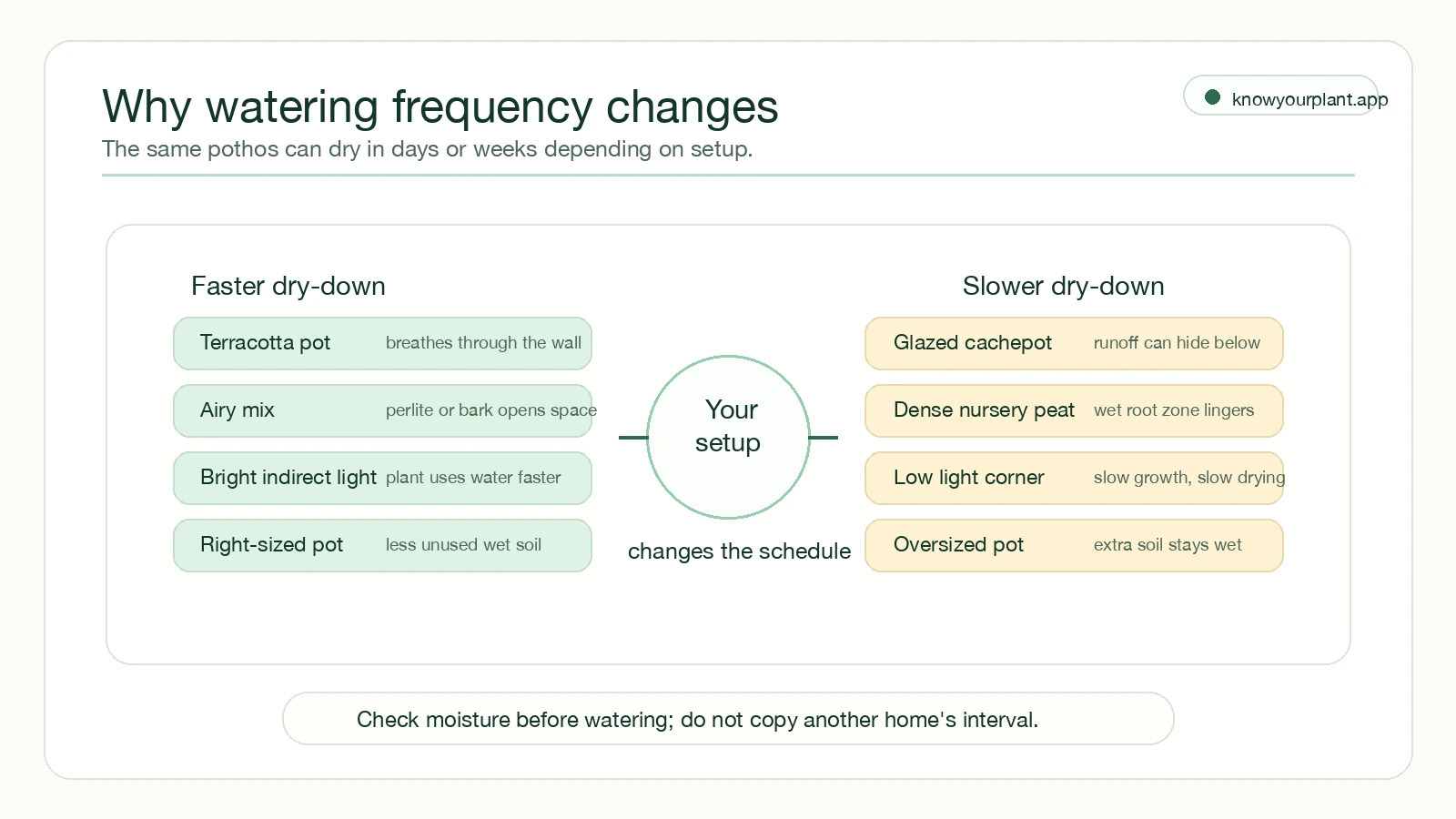 Pothos drying speed factors comparing faster dry-down setups with slower dry-down setups