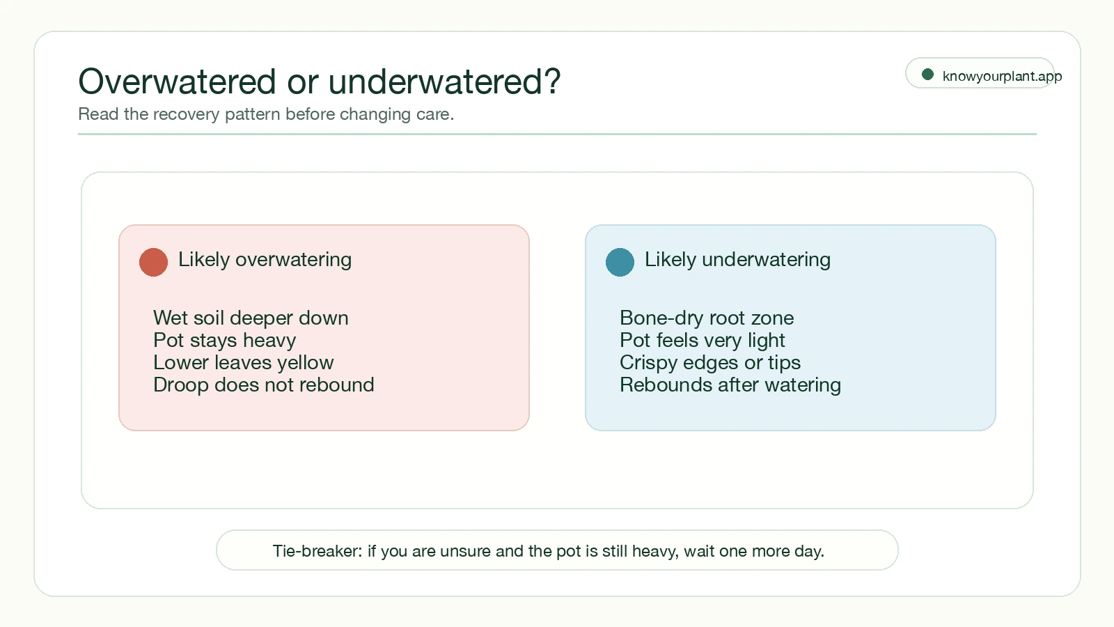 Pothos overwatering versus underwatering decision card comparing wet heavy pots with dry light pots