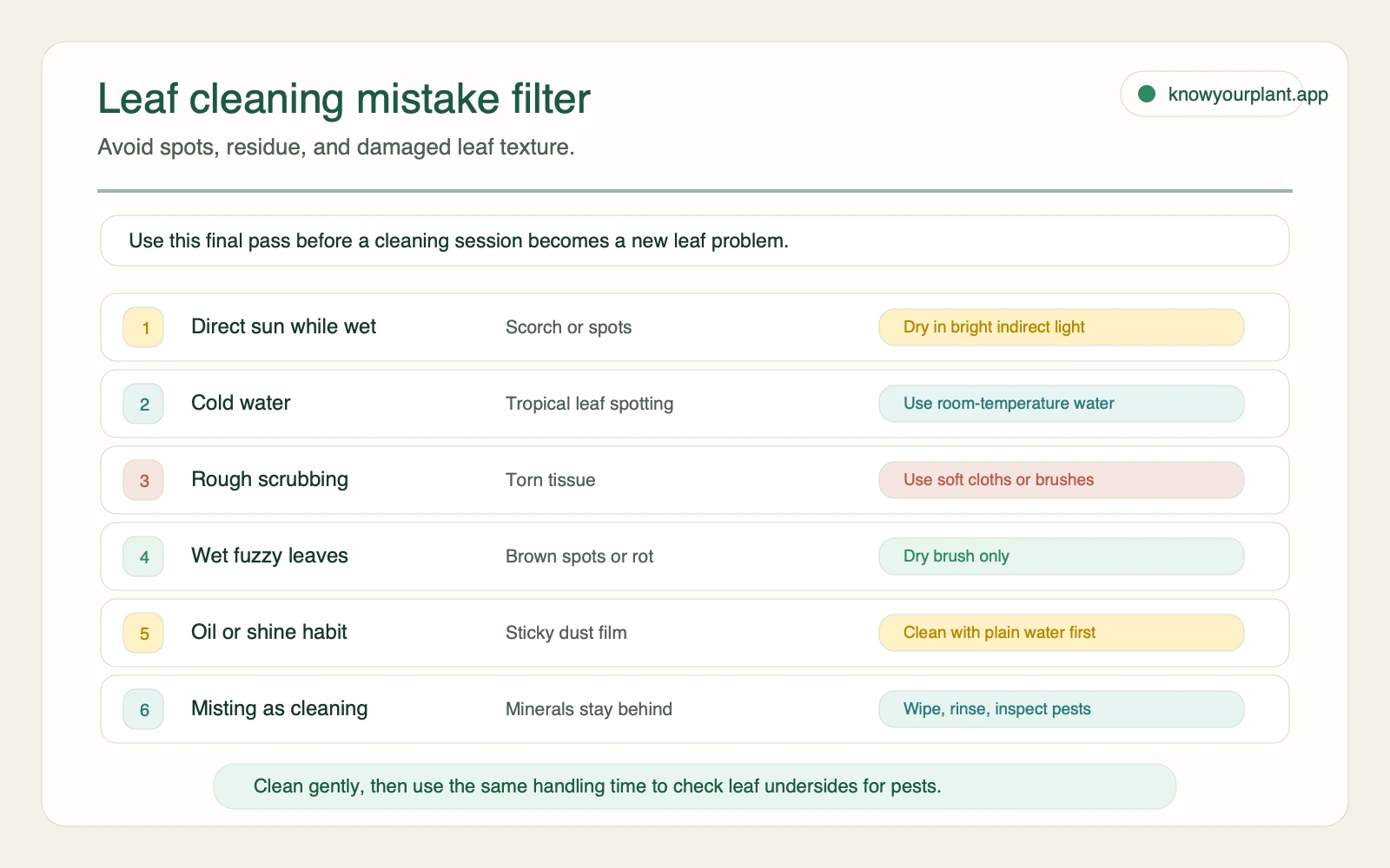 Leaf cleaning mistake filter Leaf cleaning mistake filter showing safer alternatives to direct sun cold water rough scrubbing wet fuzzy leaves oil shine and misting
