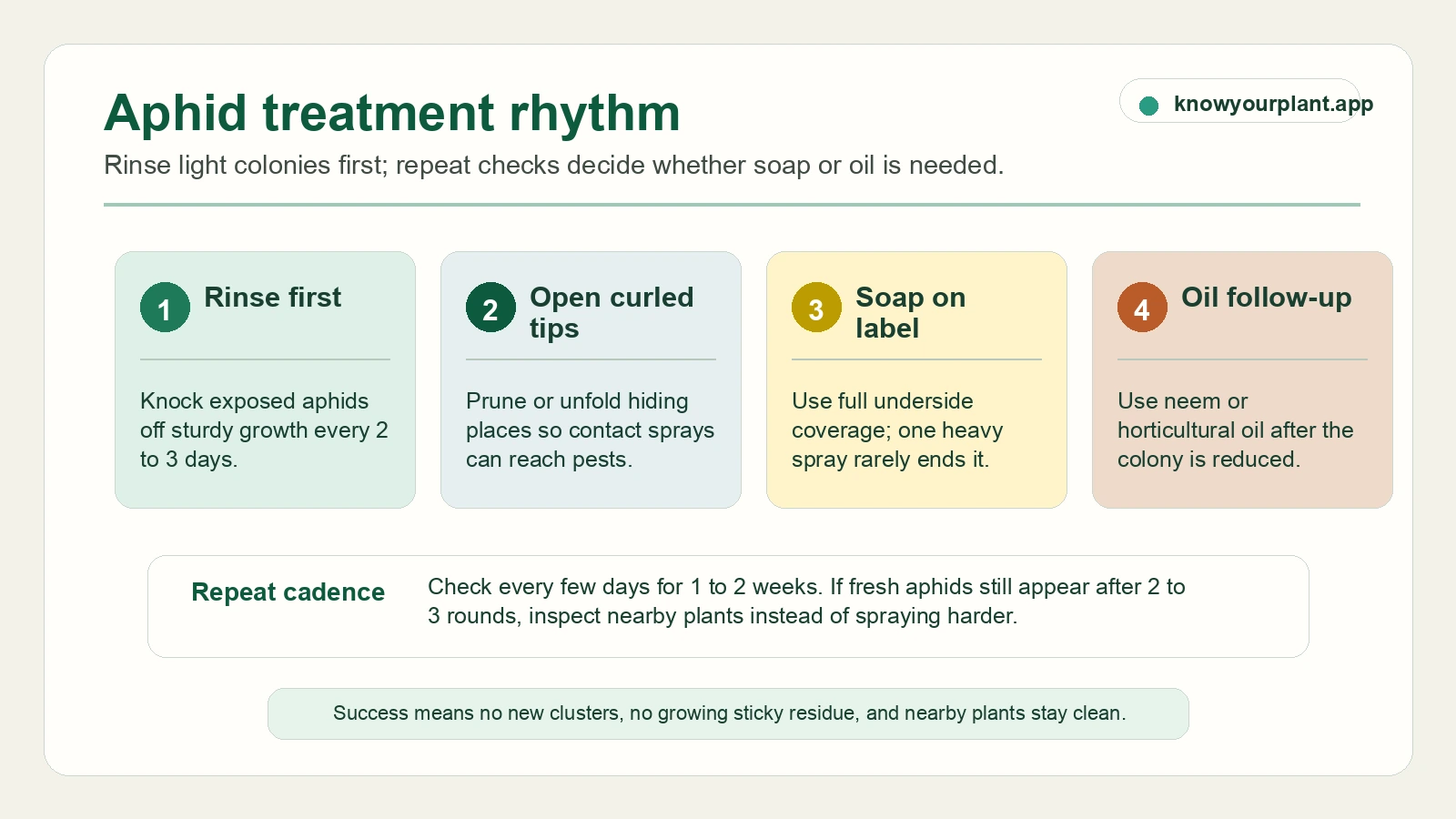 Aphid treatment rhythm and repeat cadence Aphid treatment rhythm showing rinse, open curled tips, labeled soap, oil follow-up, and repeat cadence