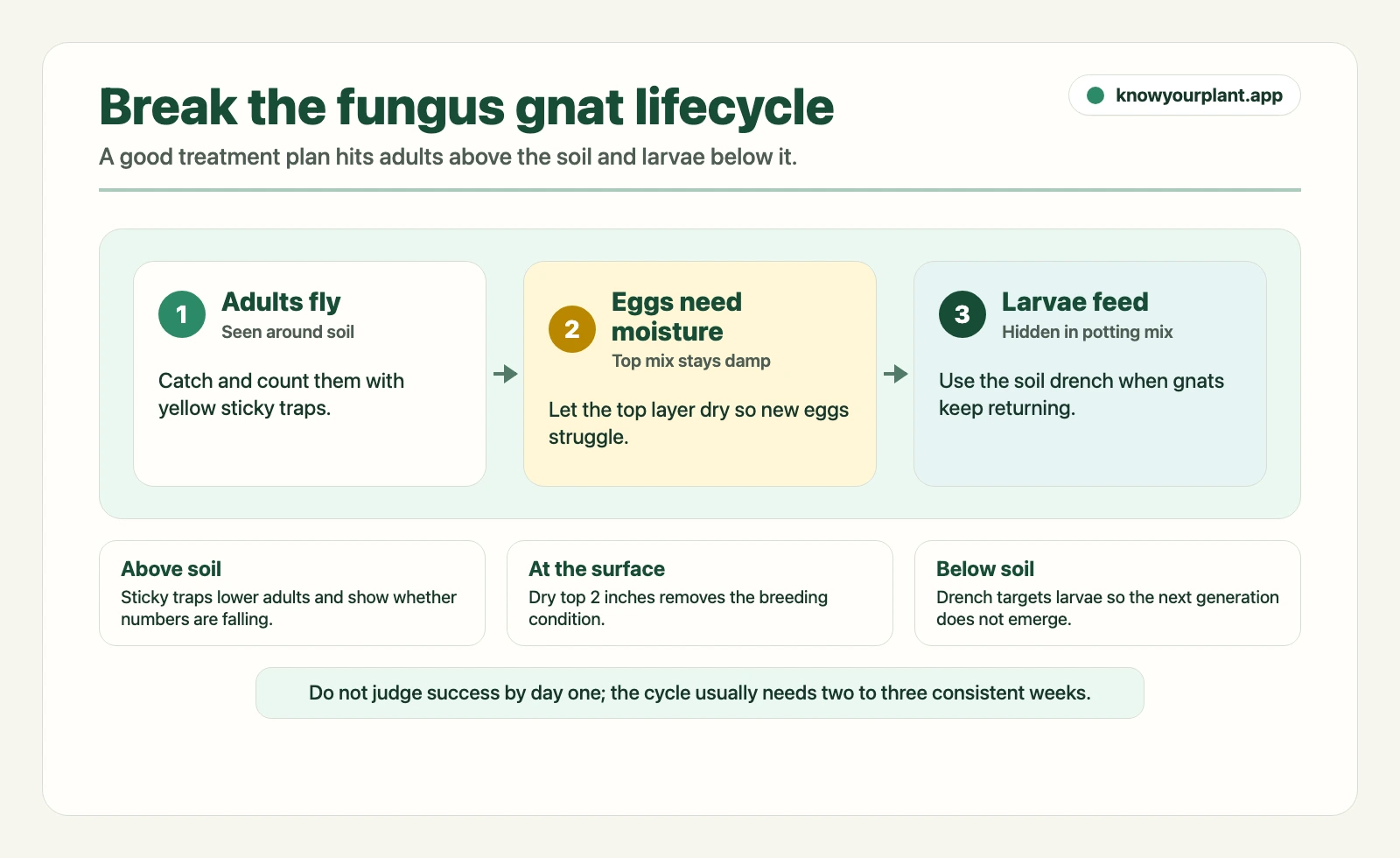 Break the fungus gnat lifecycle Fungus gnat lifecycle control map showing adults, eggs needing moisture, larvae in potting mix, and treatment points