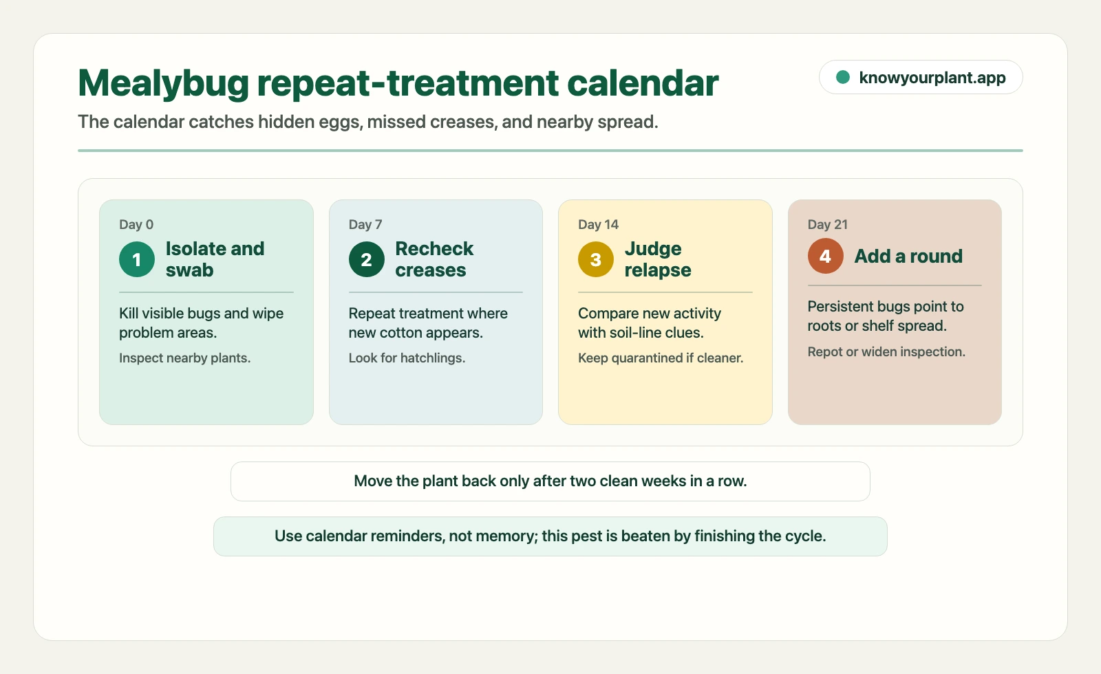 Mealybug repeat-treatment calendar showing day 0 isolation, day 7 recheck, day 14 relapse judgment, and day 21 extra treatment