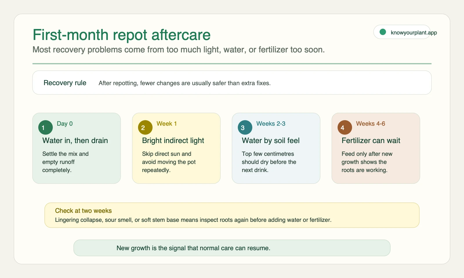 First-month repot aftercare timeline covering initial watering, week-one light, weeks-two-to-three watering, and delayed fertilizer