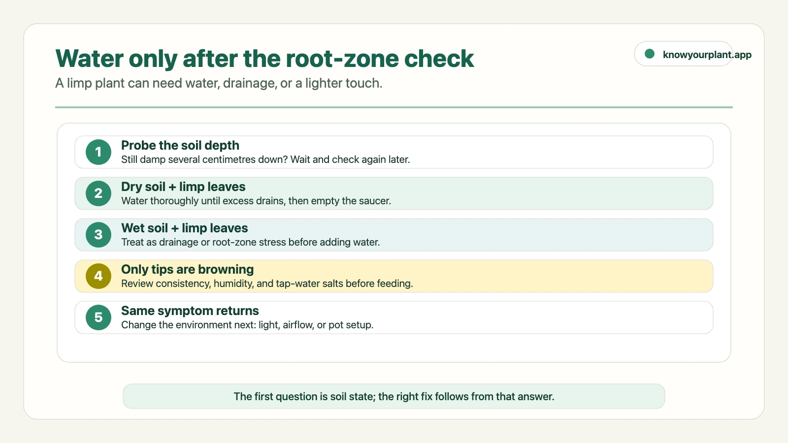 Water only after the root-zone check Watering decision path for beginners: probe soil depth, separate dry limp leaves from wet limp leaves, and change the environment if symptoms return