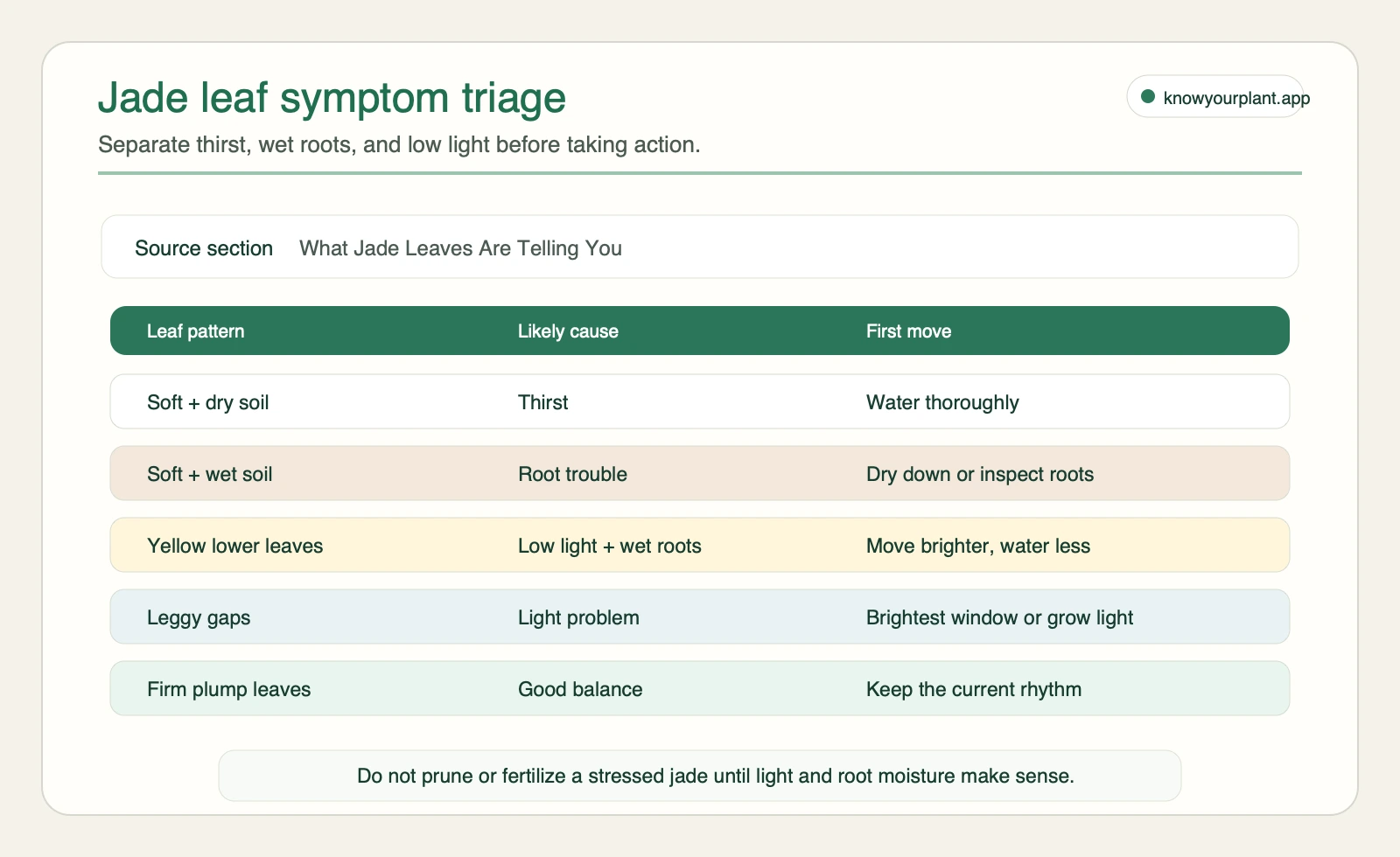 Jade leaf symptom triage table separating soft dry leaves, soft wet leaves, yellow lower leaves, leggy gaps, and healthy firm leaves