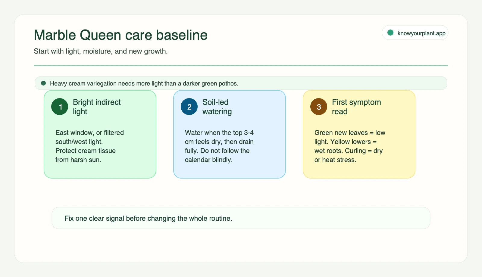 Marble Queen care baseline Marble Queen Pothos care baseline showing light watering and first symptom checks