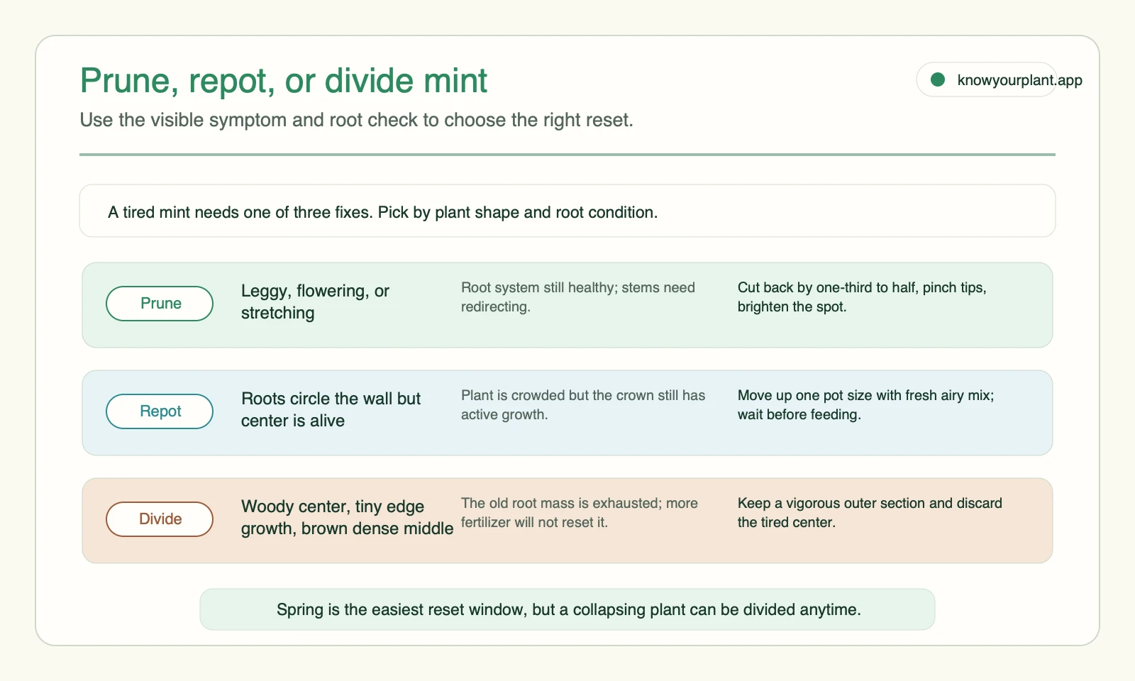 Prune, repot, or divide mint Mint care router showing when to prune repot or divide based on visible symptoms and root condition