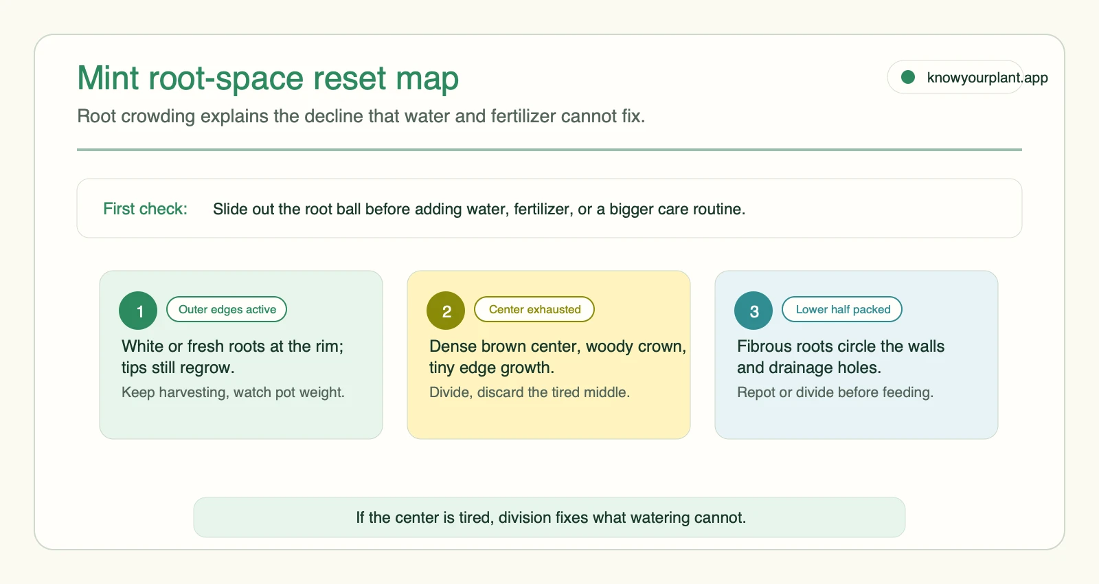 Mint root-space reset map Mint root-space reset map comparing active outer roots exhausted center and packed lower root mass