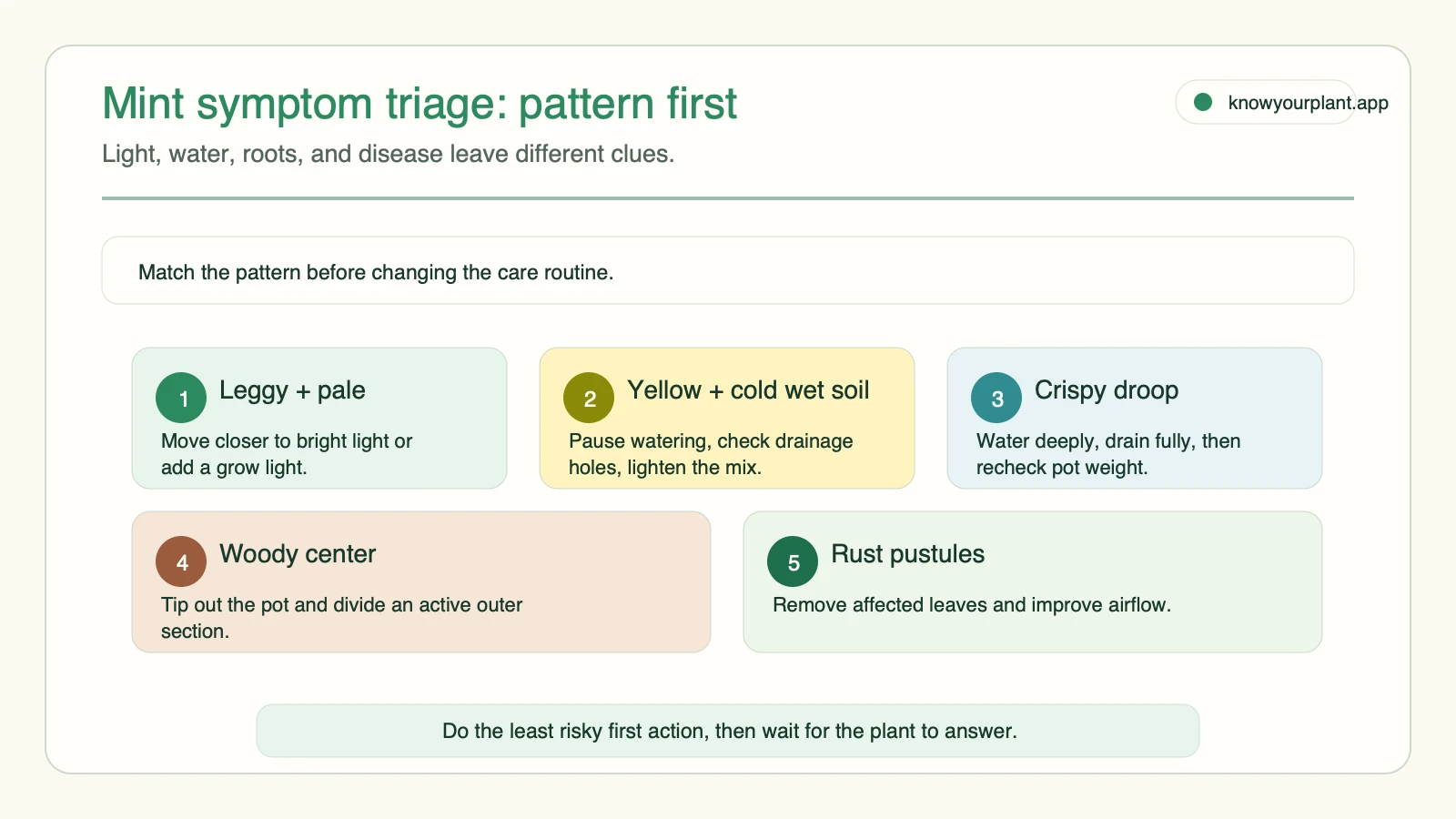 Mint symptom triage Mint symptom triage cards for leggy growth yellow wet soil crispy droop woody center and rust pustules