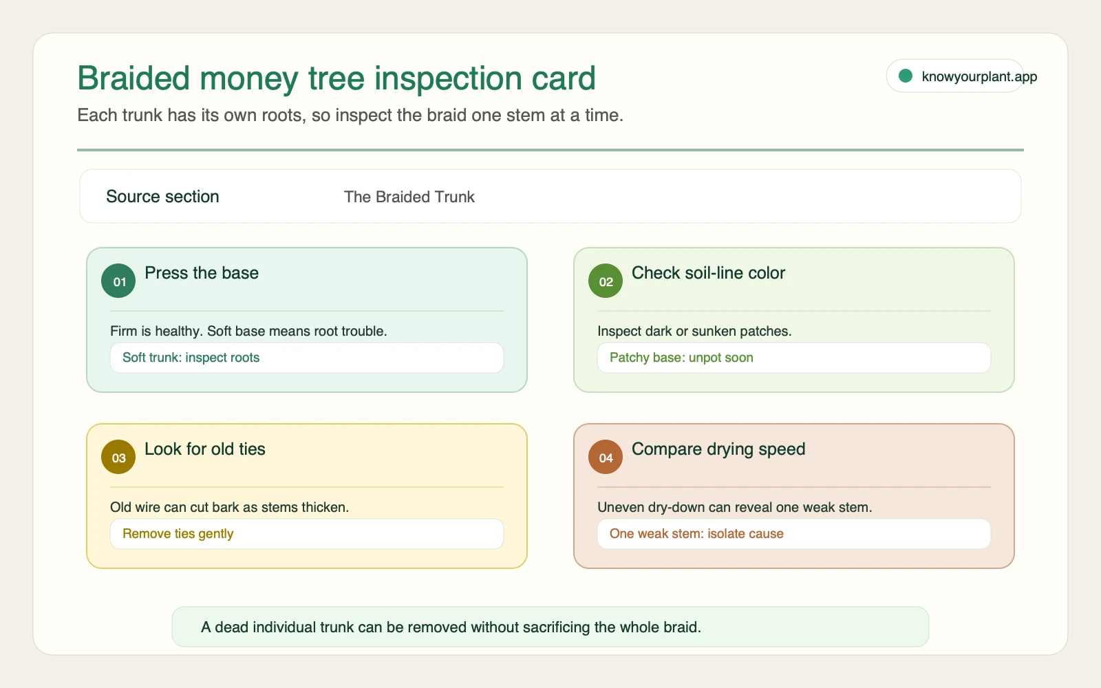 Braided money tree inspection card Braided money tree inspection card showing base feel soil-line color old ties and drying speed checks