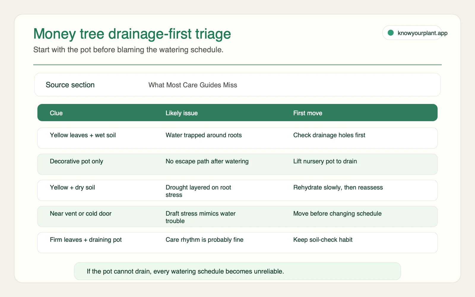 Money tree drainage-first triage Money tree drainage-first triage showing yellow leaves wet soil decorative pot draft stress and first moves