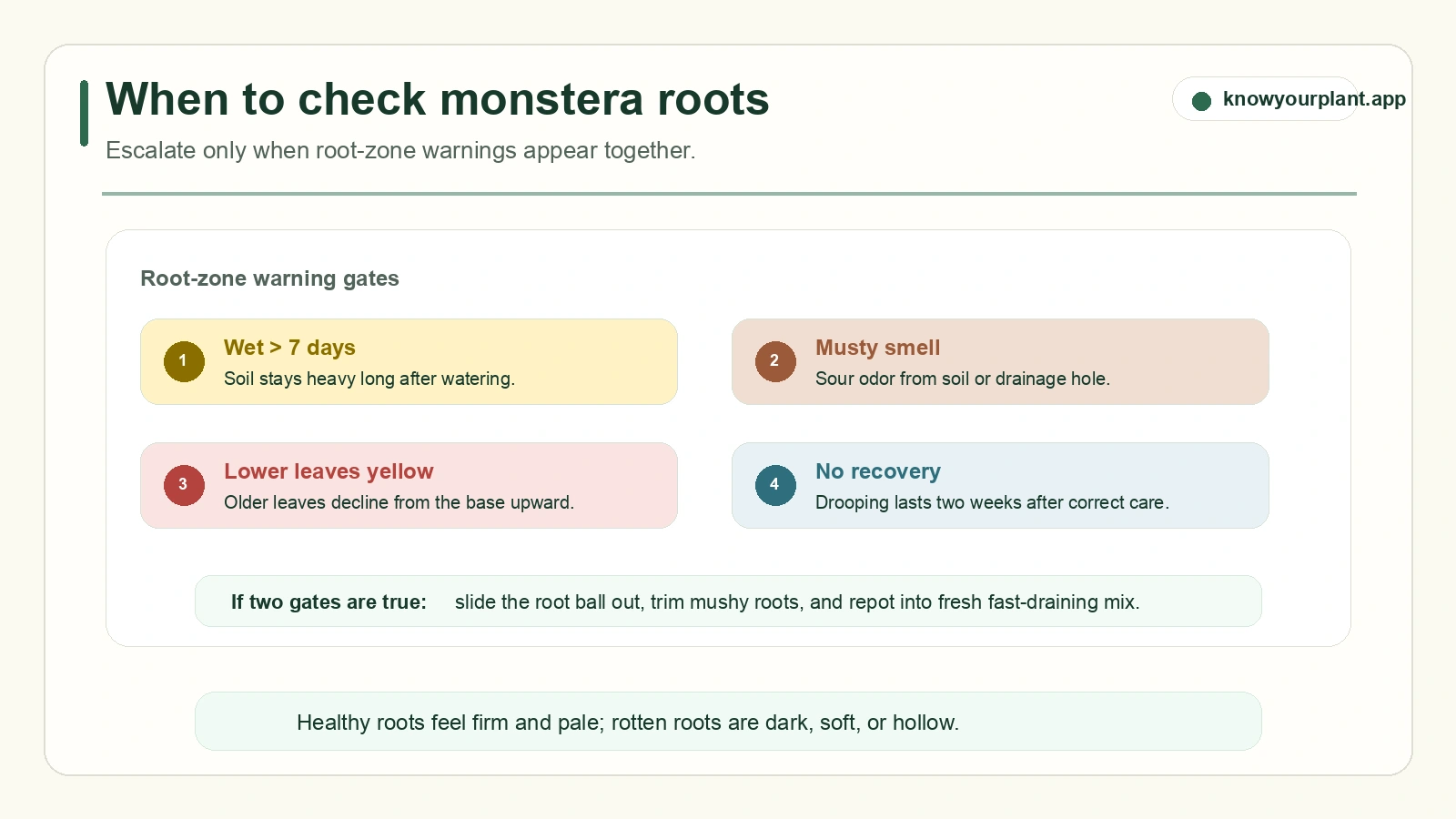 Monstera root check warning gates showing wet soil musty smell yellow lower leaves and no recovery signals